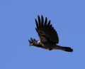 Corvus corone cornix